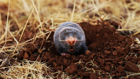 Τυφλοπόντικας