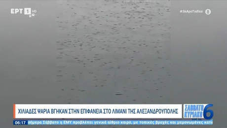 Ψάρια στην Αλεξανδρούπολη