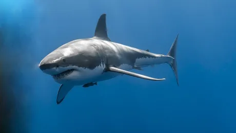 Καρχαρίας