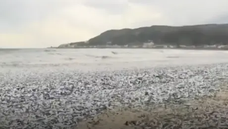 Χιλιάδες ψάρια ξεβράστηκαν σε ακτή της Ιαπωνίας