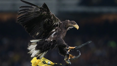 Ο αετός της ΑΕΚ