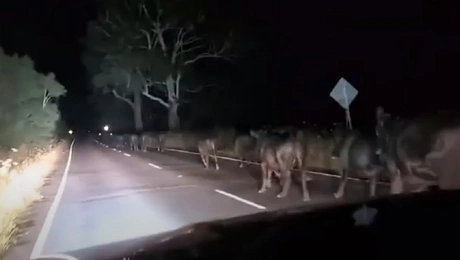 Η «παρέλαση» των αγελάδων