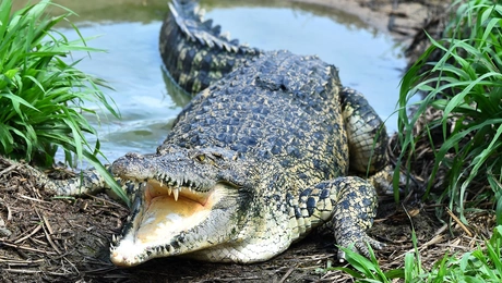 Αλιγάτορας