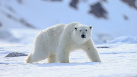 Πολική αρκούδα