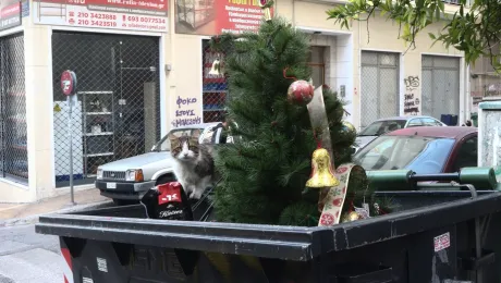Χριστουγεννιάτικο δέντρο σε κάδο