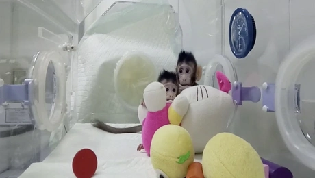 Κλωνοποίηση πιθήκων στην Κίνα