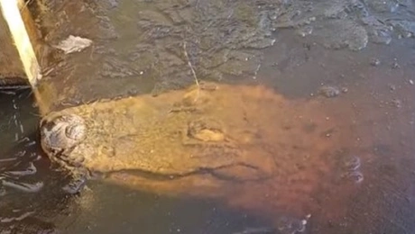 Ο παγωμένος κροκόδειλος