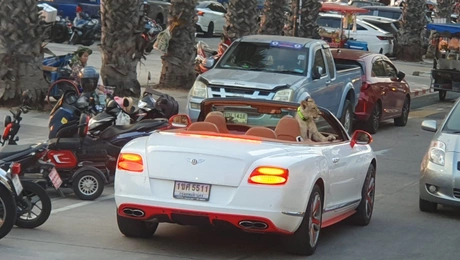 Λιοντάρι κάνει «βόλτα» με κάμπριο σε δρόμο της Ταϊλάνδης