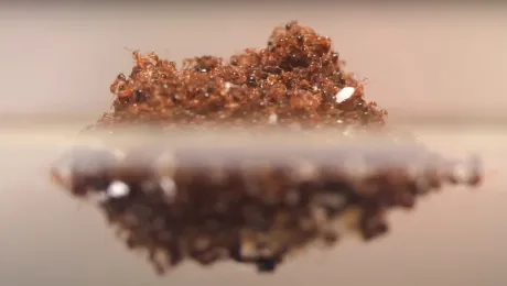 Ο σχηματισμός «σχεδίας» των κόκκινων μυρμηγκιών