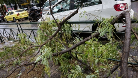Πεσμένο δέντρο από την κακοκαιρία