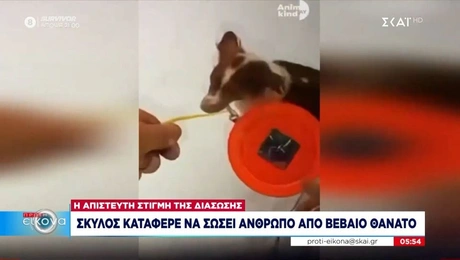 Σκύλος στις ΗΠΑ