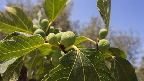 Συκιά με καρπούς