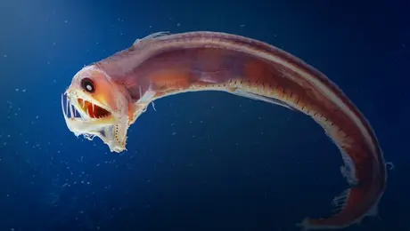 viperfish