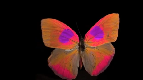 Η οπτική γωνία των εντόμων