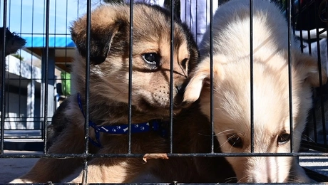 Κουτάβια στο ΣΕΦ