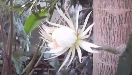 Το φεγγαρολούλουδο