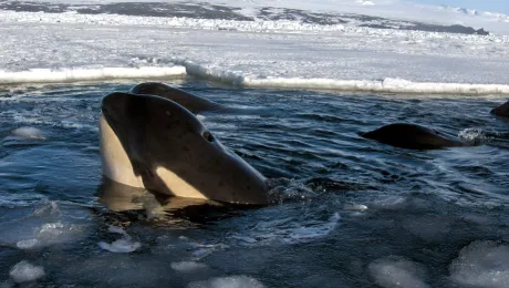 Φάλαινα σε πάγο