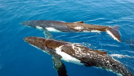 Μεγάπτεροι φάλαινες