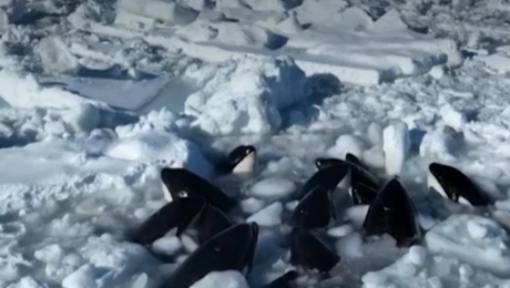 Παγιδευμένες φάλαινες στην Ιαπωνία