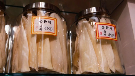 fermented shark