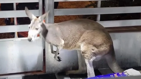 Το καγκουρό «διαρρήκτης»