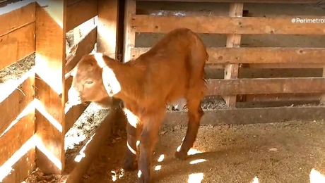 Κατσίκα στις Σέρρες