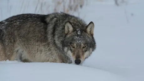 Λύκος του Τσερνόμπιλ