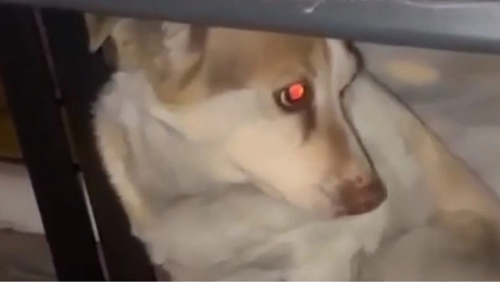 Η σκυλίτσα Μένια