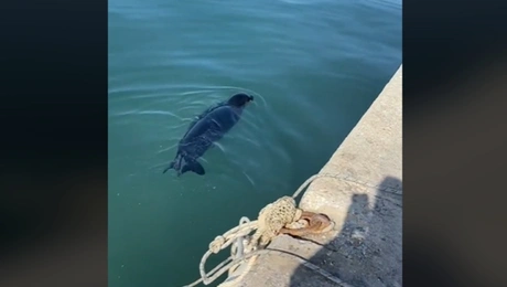 Φώκια κολυμπάει στην παραλία της Νέας Μηχανιώνας