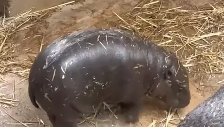 Σπάνιος πυγμαίος ιπποπόταμος στο Αττικό Πάρκο