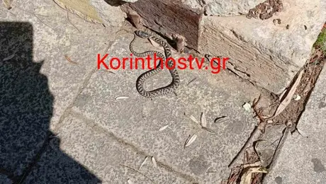 Φίδι στην Κόρινθο