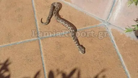 Οχιά στη Λαμία