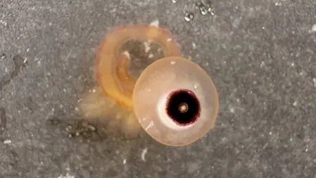 Τα πλάσματα που μοιάζουν με μάτια