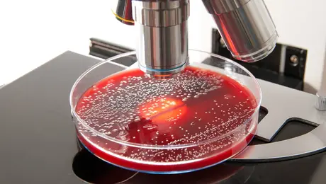 Μικροσκόπιο