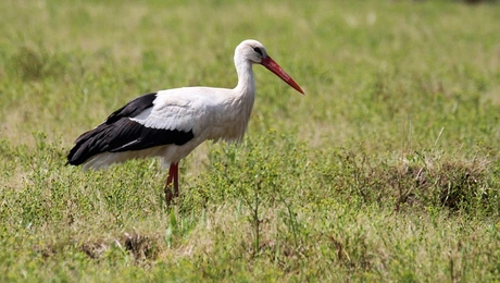 Πελαργός στη Θεσσαλονίκη