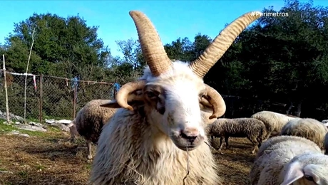 Πρόβατο στην Ευρυτανία