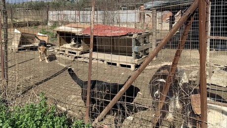 52χρονη είχε 94 σκυλιά στο σπίτι της