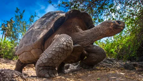 Γιγάντια χελώνα των Γκαλάπαγκος