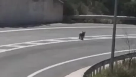 Αρκούδα σε αυτοκινητόδρομο στο Μέτσοβο