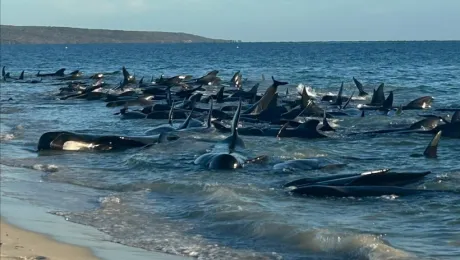 Φάλαινες ξεβράστηκαν σε ακτή της Αυστραλίας