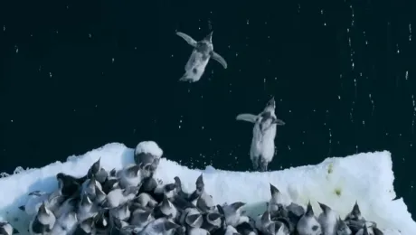 Πιγκουινάκια πηδούν από βράχο 15 μέτρων για να φάνε