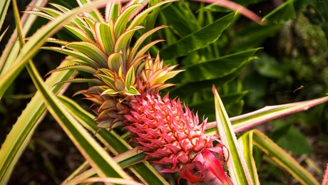 Κόκκινος ανανάς