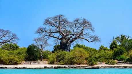 Το λεγόμενο «δέντρο της ζωής»