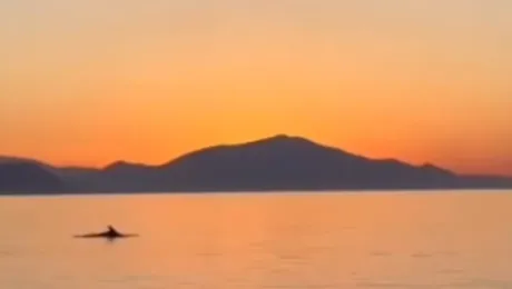 Βουτιές δελφινιών στην Εύβοια