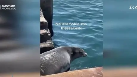 Φώκια στη Θεσσαλονίκη