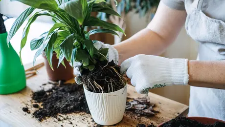 Καλλωπιστικό φυτό