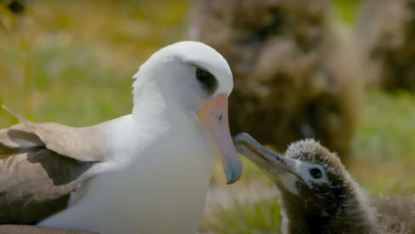 Πουλί άλμπατρος