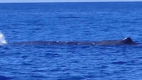 Φάλαινα στο Ιόνιο