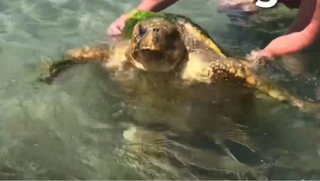 Η γιγάντια χελώνα