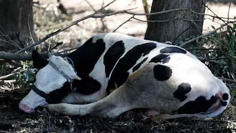 αγελαδεσ κακοποιηση